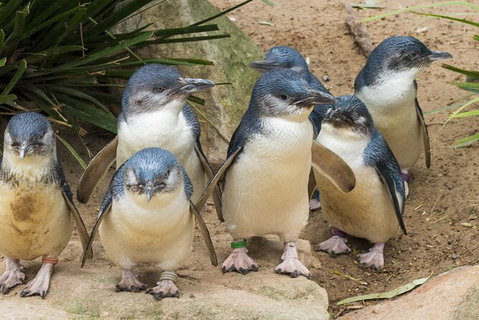 Healesville Sanctuary And Phillip Island Wildlife Bus Tour - Sunshine Coast Guide 0