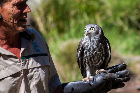 Healesville Sanctuary And Phillip Island Wildlife Bus Tour - Sunshine Coast Guide 2