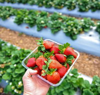 Mornington Peninsula Private Food Trail Tour with Pickup - Sunshine Coast Guide