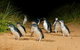 2 Day Exclusively Private Tour Of Phillip Island & The Great Ocean Road - thumb 7