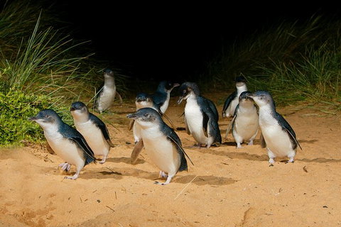 2 Day Exclusively Private Tour Of Phillip Island & The Great Ocean Road - Sunshine Coast Guide 7