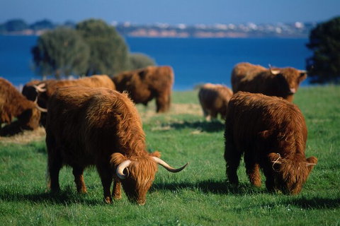 2 Day Exclusively Private Tour Of Phillip Island & The Great Ocean Road - Sunshine Coast Guide 4