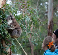 2 Day Exclusively Private Tour Of Phillip Island  The Great Ocean Road - Sunshine Coast Guide