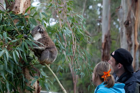 2 Day Exclusively Private Tour Of Phillip Island & The Great Ocean Road - Sunshine Coast Guide 0