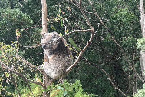 Full-Day Great Ocean Road Small-Group Tour From Melbourne - Sunshine Coast Guide 2