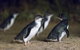 Phillip Island Express Tour - thumb 0