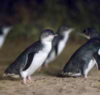 Phillip Island Express Tour - Sunshine Coast Guide