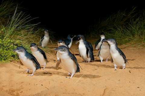 Phillip Island Express Tour - Sunshine Coast Guide 4