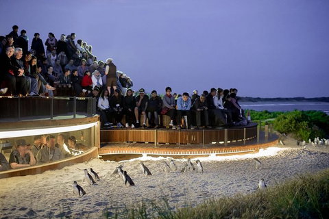 Phillip Island Private Tour - Sunshine Coast Guide 0