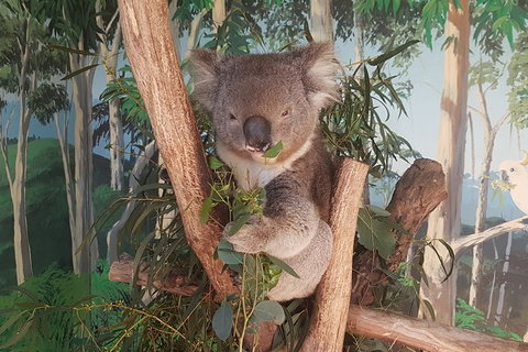 Phillip Island Private Tour - Sunshine Coast Guide 3