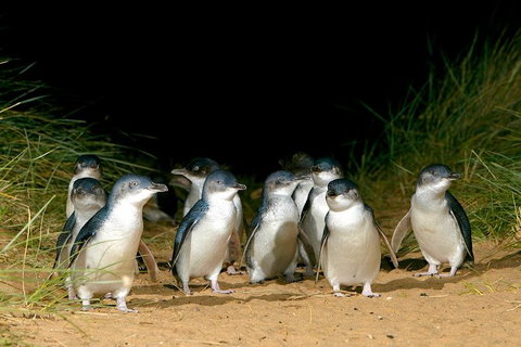 Phillip Island Private Tour - Sunshine Coast Guide 2