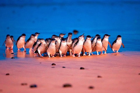Experience Phillip Island From Inches - Sunshine Coast Guide 2