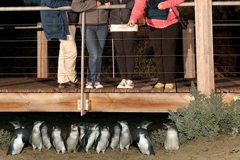 Experience Phillip Island From Inches - Sunshine Coast Guide 3