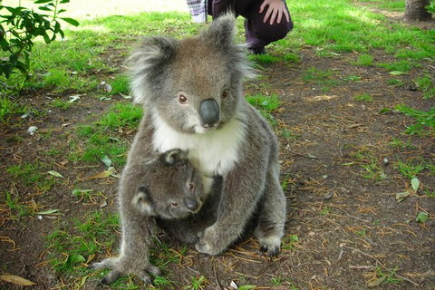 2-Day Private Great Ocean Road Tour - Sunshine Coast Guide 4