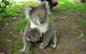 3-Day Private Great Ocean Road And Grampians Tour - thumb 3