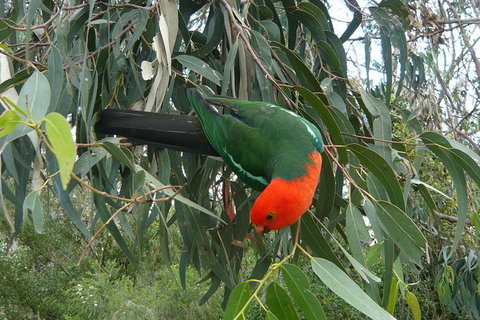 3-Day Private Great Ocean Road And Grampians Tour - Sunshine Coast Guide 1