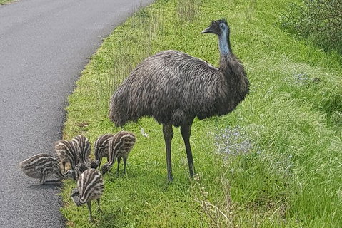 Private Weekend Escape - 2 Day Great Ocean Road Tour - Sunshine Coast Guide 3