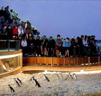 Phillip Island Tours Up to 7 Persons - Sunshine Coast Guide
