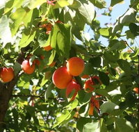 Melbourne Private Fruit Picking Tours Up to 7 Persons - Sunshine Coast Guide