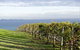 Winery Tours â€“ Mornington/Yarra Valley/Bellarine/Macedon Ranges - Up To 11 Pax - thumb 0