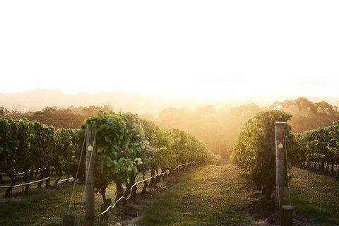 Yarra Valley Experience - Sunshine Coast Guide 2