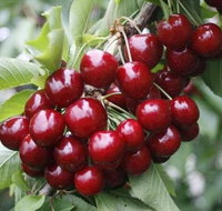 Fruits picking tour from Melbourne - Sunshine Coast Guide