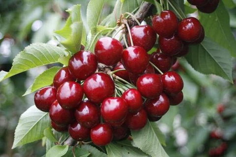 Fruits Picking Tour From Melbourne - Sunshine Coast Guide 0