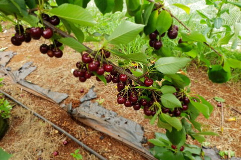 Fruits Picking Tour From Melbourne - Sunshine Coast Guide 1