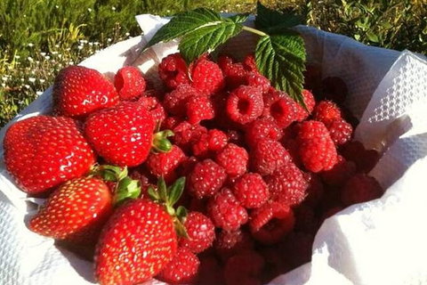 Fruits Picking Tour From Melbourne - Sunshine Coast Guide 3
