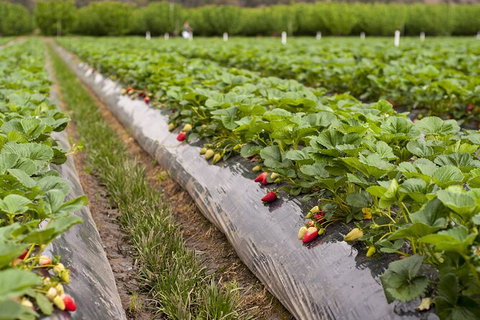 Fruits Picking Tour From Melbourne - Sunshine Coast Guide 2
