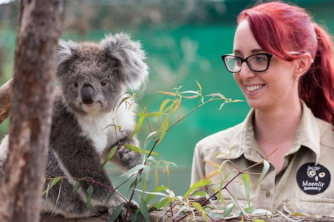 Puffing Billy, Wildlife Sanctuary & Penguins Day Tour From Melbourne - Sunshine Coast Guide 1
