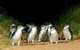Puffing Billy, Wildlife Sanctuary & Penguins Day Tour From Melbourne - thumb 2