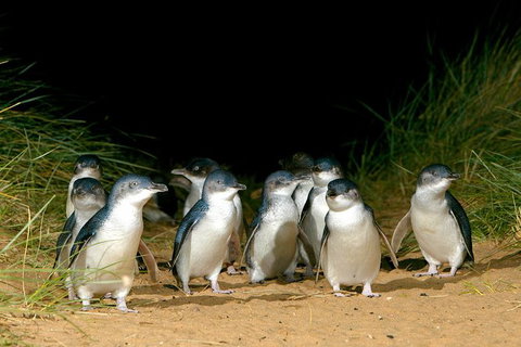 Puffing Billy, Wildlife Sanctuary & Penguins Day Tour From Melbourne - Sunshine Coast Guide 2