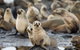 Puffing Billy, Wildlife Sanctuary & Penguins Day Tour From Melbourne - thumb 5