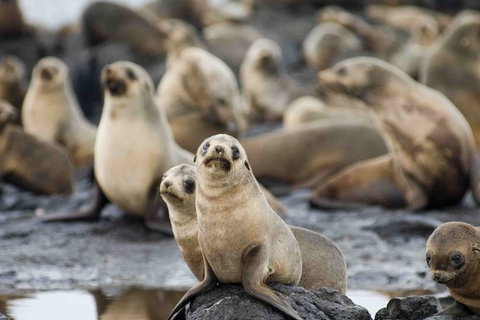 Puffing Billy, Wildlife Sanctuary & Penguins Day Tour From Melbourne - Sunshine Coast Guide 5
