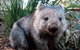 Puffing Billy, Wildlife Sanctuary & Penguins Day Tour From Melbourne - thumb 3