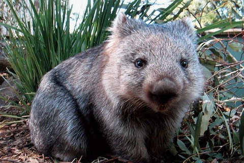 Puffing Billy, Wildlife Sanctuary & Penguins Day Tour From Melbourne - Sunshine Coast Guide 3