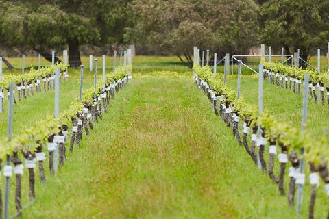 Organic Vineyard/Farm Tour - Sunshine Coast Guide 4