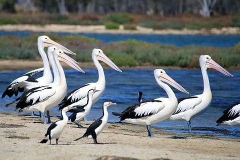 Romance Cruise + Scenic Tour + Beer Tasting + 3 Course Lunch + Hamper - Sunshine Coast Guide 5