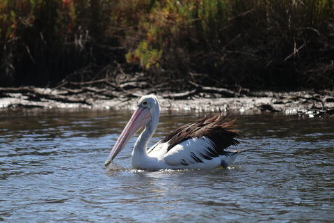 Private Guided River Kayak Tour - Sunshine Coast Guide 2
