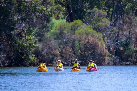Private Guided River Kayak Tour - Sunshine Coast Guide 6