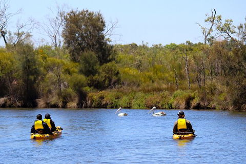 Private Guided River Kayak Tour - Sunshine Coast Guide 4