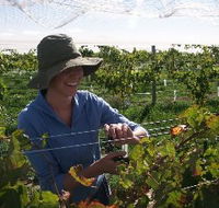 Kingsdale Wines - Sunshine Coast Guide