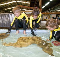 Australian Shark and Ray Centre - Sunshine Coast Guide