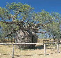 Boab Prison Tree - Sunshine Coast Guide