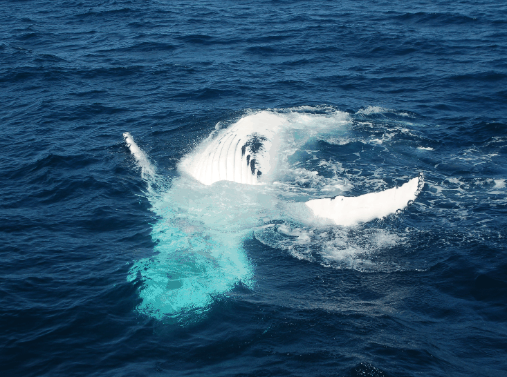 Dolphin Wild Cruises - Sunshine Coast Guide 0