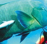 Aristocat Snorkel and Scuba Port Douglas - Sunshine Coast Guide