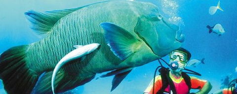 Aristocat Snorkel And Scuba Port Douglas - Sunshine Coast Guide 0