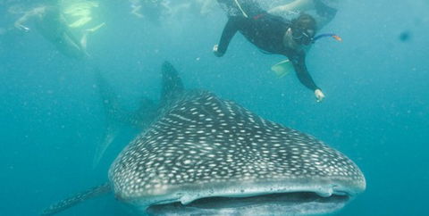 Aristocat Snorkel And Scuba Port Douglas - Sunshine Coast Guide 1