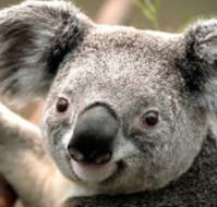 Wildlife Habitat - Sunshine Coast Guide